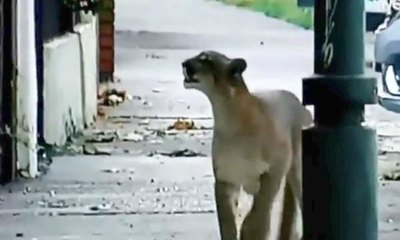 Puma no respetó nada y fue a buscar comida | Crónica