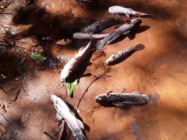 Aparecen peces muertos a la  deriva del arroyo en Ypané