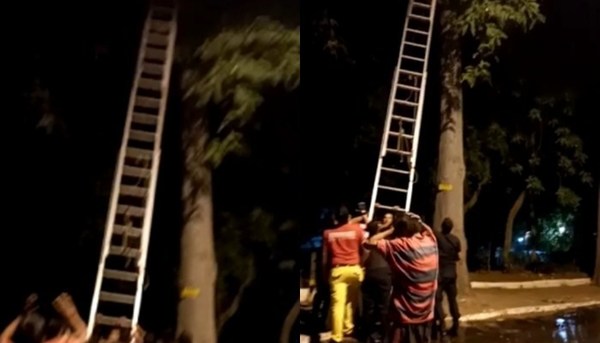 ¡Insólito! Mujer quedó atrapada en lo alto de un árbol - Teleshow