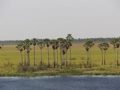 El Pantanal reverdece con primeras lluvias de otoño tras incendios
