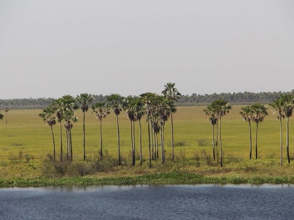 El Pantanal reverdece con primeras lluvias de otoño tras incendios