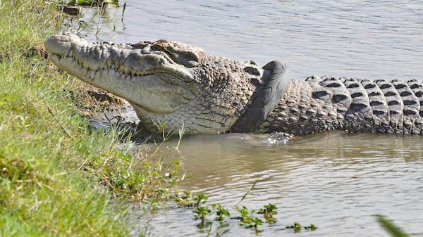 No respetó cuarentena y ndi, ¡le comió el coco! | Crónica