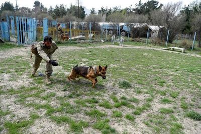 Entrenarán a perros para detectar covid-19 - Mascotas - ABC Color