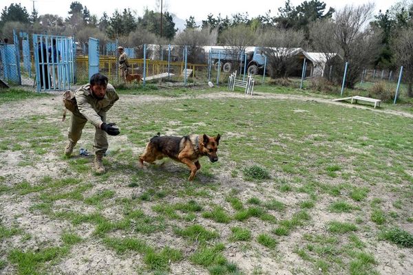 Entrenarán a perros para detectar covid-19 - Mascotas - ABC Color