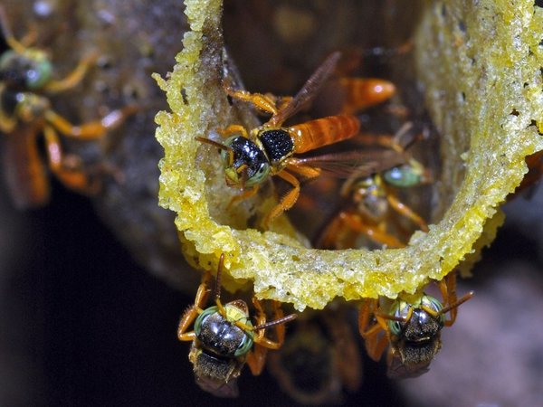 Abejas sin aguijón de Mesoamérica abren la vía a nuevos antibióticos