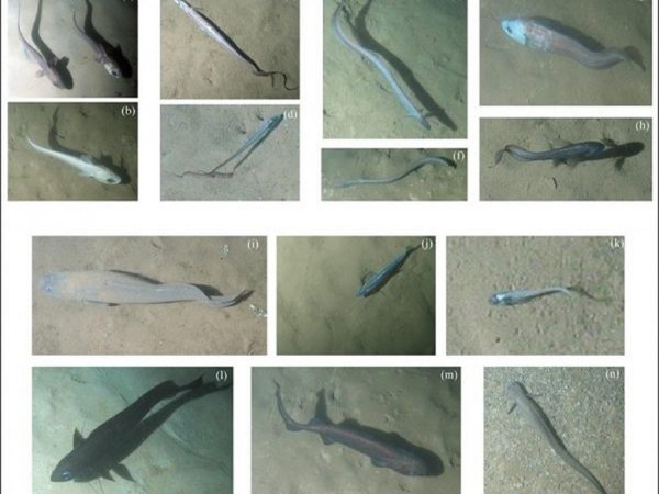Documentan migraciones de peces a 1.400 metros de profundidad