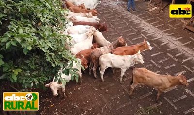 Programa 19: Manejo de terneros para venta - ABC Rural - ABC Color