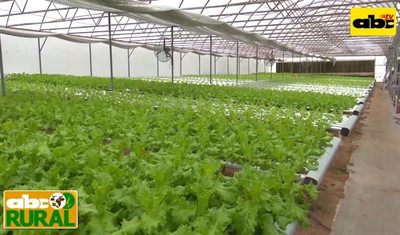 Programa 19: Instalaciones para producción hidropónica - ABC Rural - ABC Color