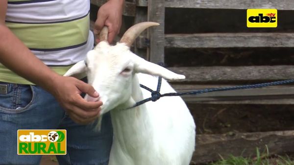 Programa 19: Selección de cabras para producción de leche - ABC Rural - ABC Color