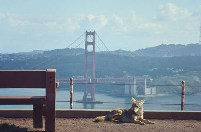 La naturaleza resurge con los humanos confinados
