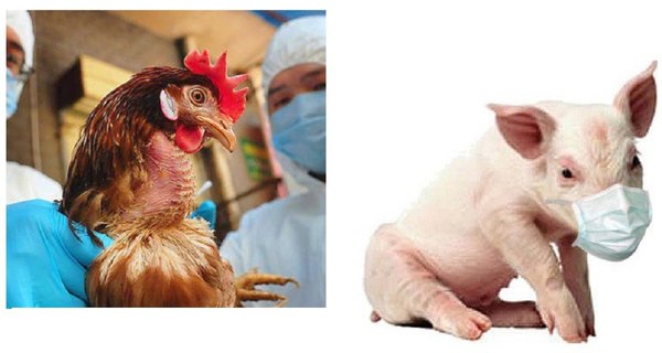 Sorprendente: Virus de animales que saltaron a los humanos | Crónica