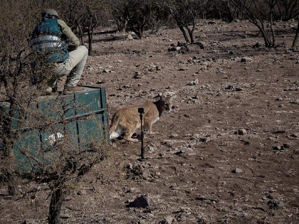 Puma que se paseó por Santiago regresa a la cordillera de los Andes