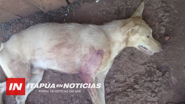 DISPARARON CONTRA UN PERRO EN SAN PEDRO CURUPAYTY.