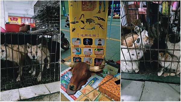 China: vuelven a vender carne de murciélago ni bien se levantó la cuarentena por coronavirus » Ñanduti