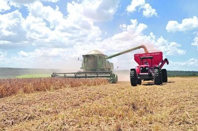Ingresos en el sector agrícola no disminuirían este año, según especialista » Ñanduti