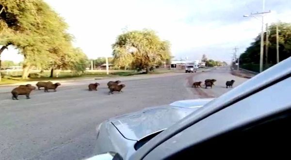 Carpinchos se pasean en Loma Plata aprovechando el escaso tránsito vehicular - Nacionales - ABC Color