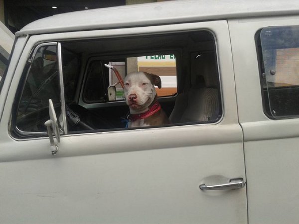 Tras persecución policial, arrestan a hombre que dejó a su perro al volante