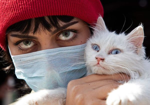 Gato portador del coronavirus en Bélgica, un caso “aislado” - Mascotas - ABC Color