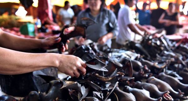 Murciélagos aún se venden para comer