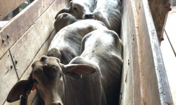 » Vacunación antiaftosa inmunizó a casi 14 millones de bovinos
