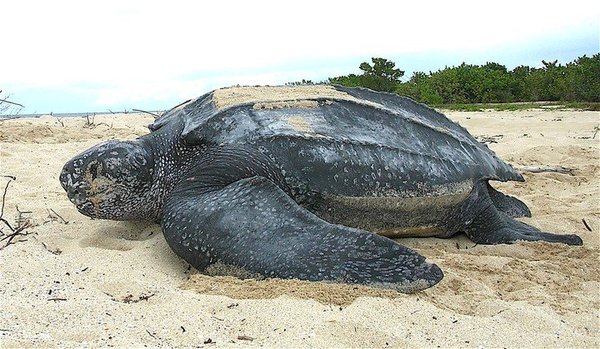Con los humanos confinados, avistan animales en riesgo de extinción en Caribe Mexicano » Ñanduti