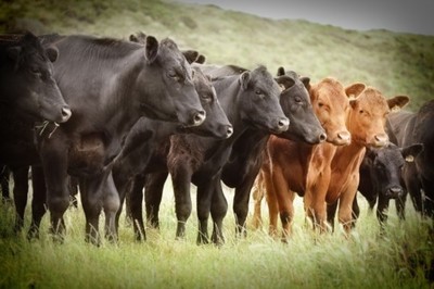 Inmunización contra aftosa en el Chaco llegó a 4 millones de cabezas de ganado