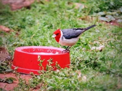 Guyra Paraguay invita a fotografiar pájaros del jardín durante cuarentena