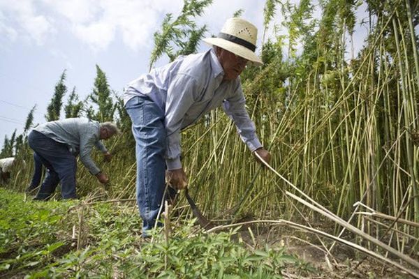 Prevén habilitar a más firmas para adquirir semilla de cáñamo