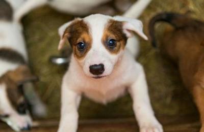 Efecto positivo: Cuarentena genera adopción masiva de cachorros en Nueva York - C9N