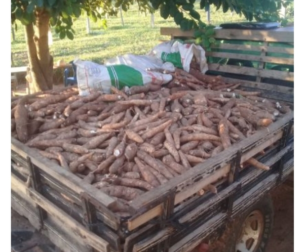 Yby Yaú: Agricultor repartió 2.000 kilos de mandioca a familias necesitadas