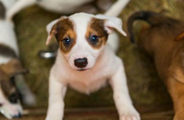 Efecto positivo: Cuarentena genera adopción masiva de cachorros en Nueva York - SNT
