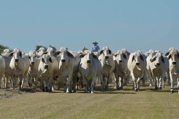 Sector ganadero plantean donar ganado para ayudar a familias vulnerables