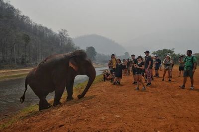 Elefantes pasan hambre en Tailandia por pandemia - Mascotas - ABC Color