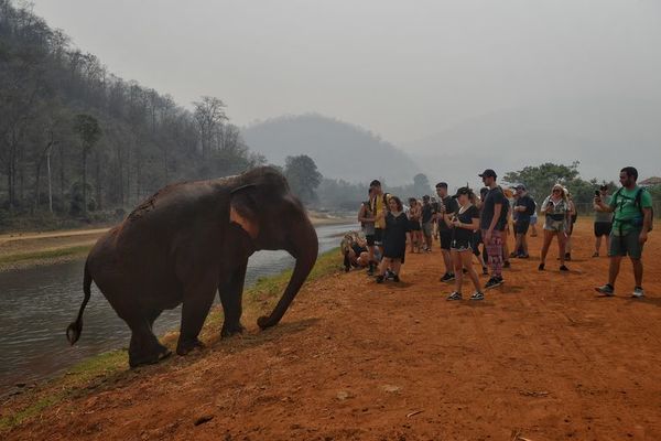 Elefantes pasan hambre en Tailandia por pandemia - Mascotas - ABC Color