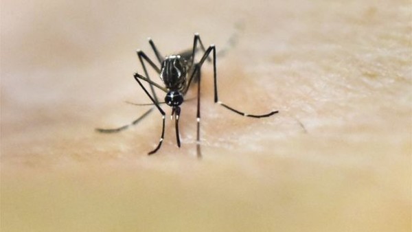 Casos de DENGUE aumenta más que CORONAVIRUS