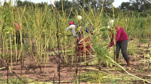 Lluvia se hizo esperar: el clima no acompañó el esfuerzo de productores indígenas