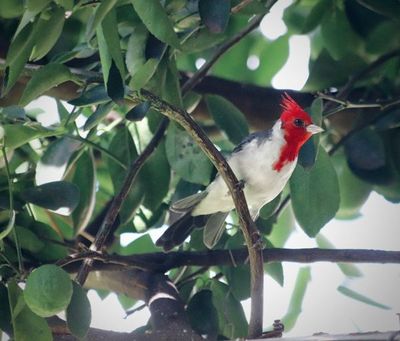 Fotografía a las aves de tu jardín
