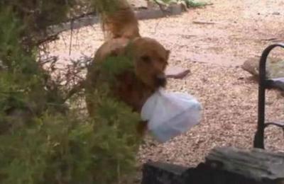 Mujer entrena a su perro para que le lleve las compras a una vecina aislada por el coronavirus - C9N