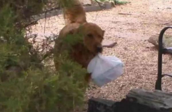 Mujer entrena a su perro para que le lleve las compras a una vecina aislada por el coronavirus - SNT