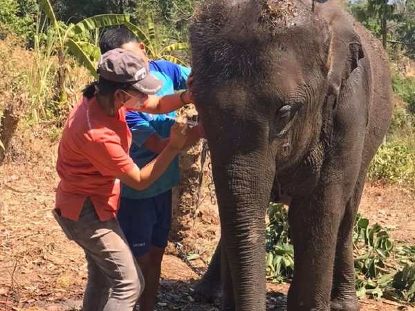 Elefantes hambrientos en Tailandia, las otras víctimas del Covid-19