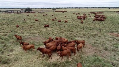 Bajos precios de ganado bovino afectan a productores