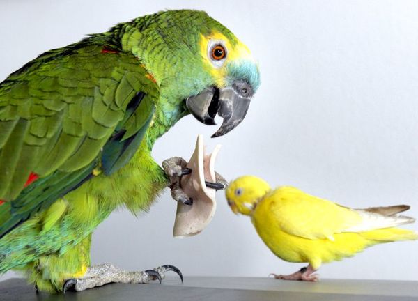 Objetos con fibras pueden ser peligrosos para loros - Mascotas - ABC Color