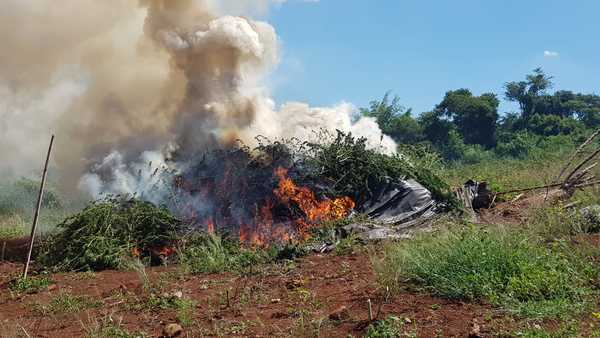 Capitán Bado: Incautan y destruyen de cinco toneladas de marihuana picada y varias hectáreas de plantación de la droga » Ñanduti
