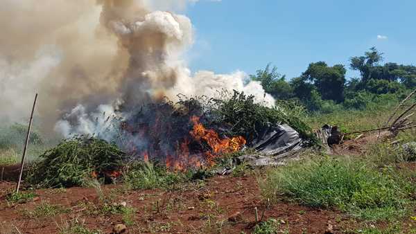 Capitán Bado: Incautan y destruyen de cinco toneladas de marihuana picada y varias hectáreas de plantación de la droga » Ñanduti