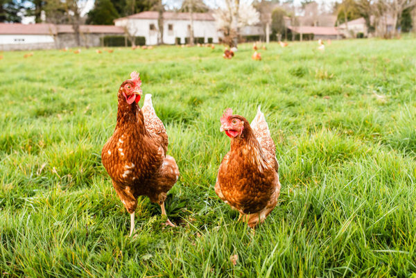 Violó cuarentena para robar gallinas