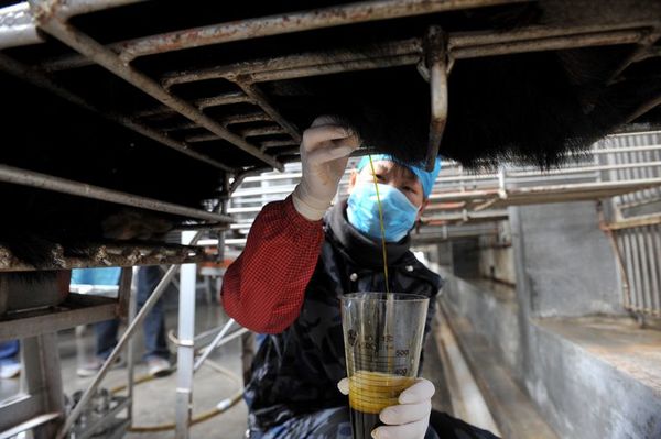 Luz verde de China a medicamento con bilis de oso contra el covid-19 - Ciencia - ABC Color