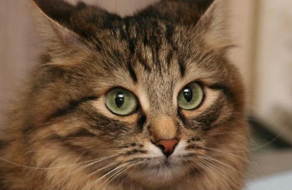 Confirman el caso de un gato que dio positivo por coronavirus - SNT