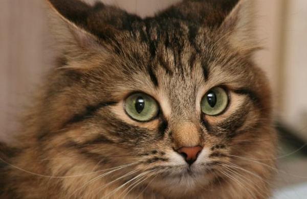 Confirman el caso de un gato que dio positivo por coronavirus - C9N