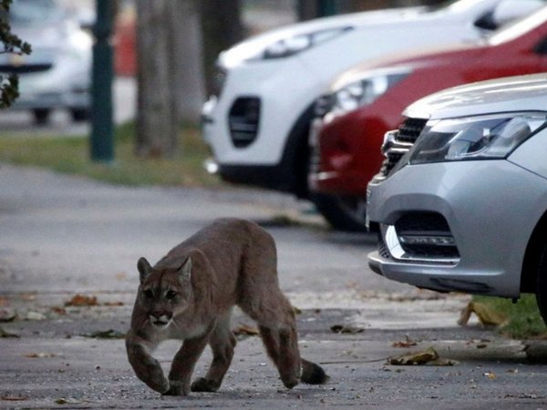 Un nuevo puma se pasea por Santiago de Chile desde el inicio del toque queda