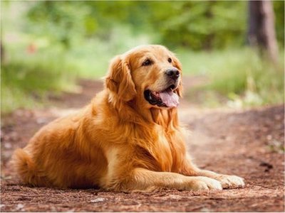Un perro solidario lleva comida a su vecina en cuarentena